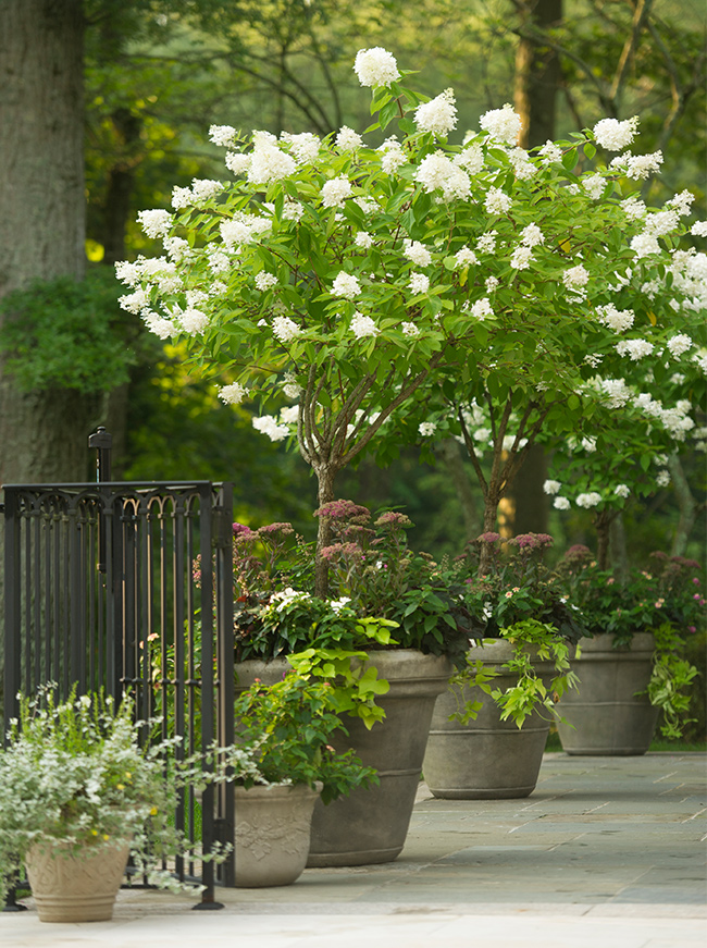 The LaurelRock Company - Residential Landscaping in CT - Back Country Manor - Planters and Container Gardens