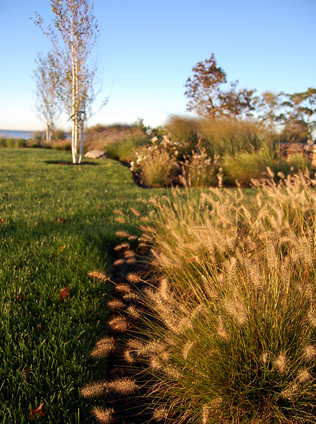 The LaurelRock Company - Residential Landscaping in CT - Bluff Point - Ornamental Grasses