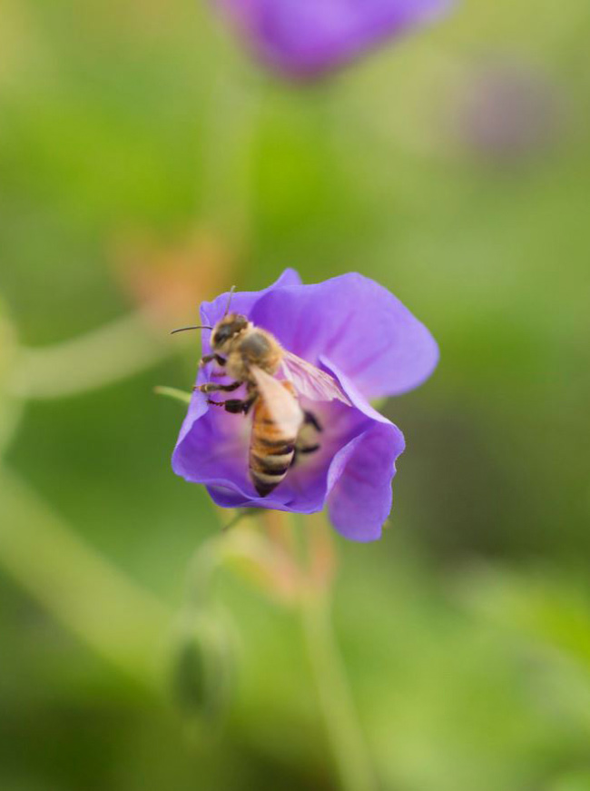 The LaurelRock Company - Residential Landscaping in CT - Green Farms - Pollinator-Friendly Garden