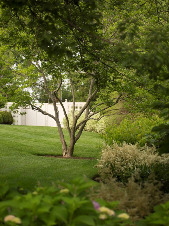 The LaurelRock Company - Residential Landscaping in CT - Green Farms - Trees