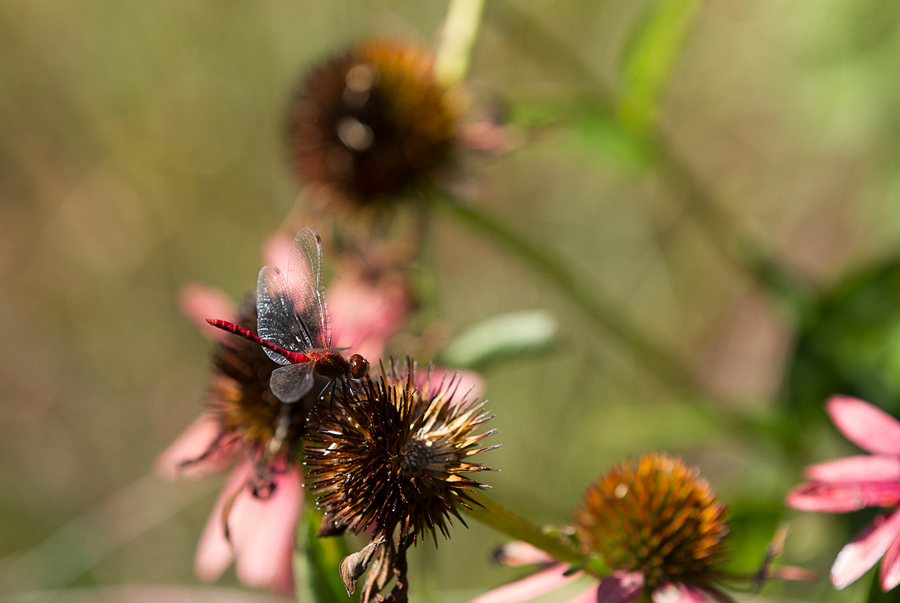 The LaurelRock Company - Residential Landscaping in Wilton CT - High Meadow Farm - Pollinator-Friendly Gardening