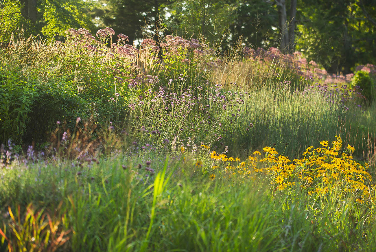 The LaurelRock Company - Residential Landscaping in Wilton CT - High Meadow Farm - Wildflower Meadow