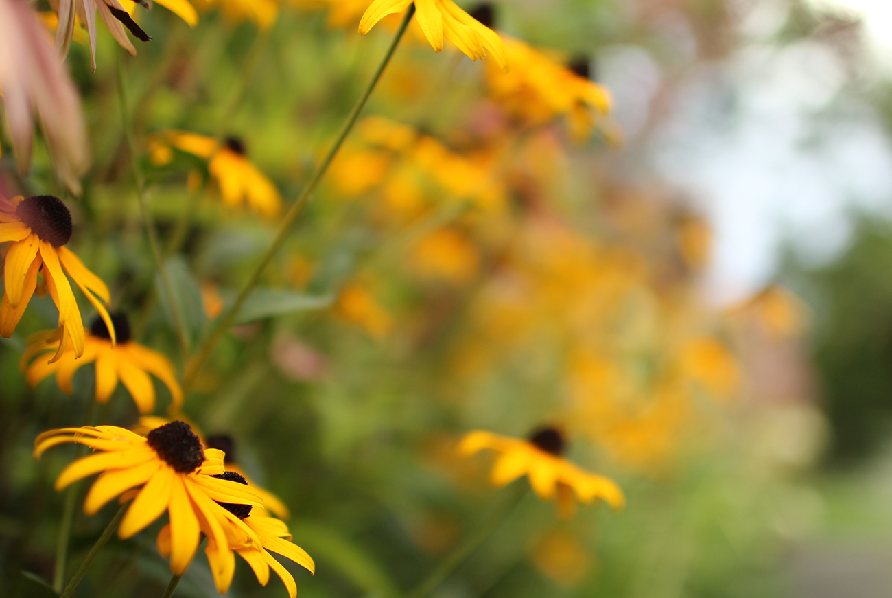 The LaurelRock Company - Residential Landscaping in Wilton CT - High Meadow Farm - Flower Detail