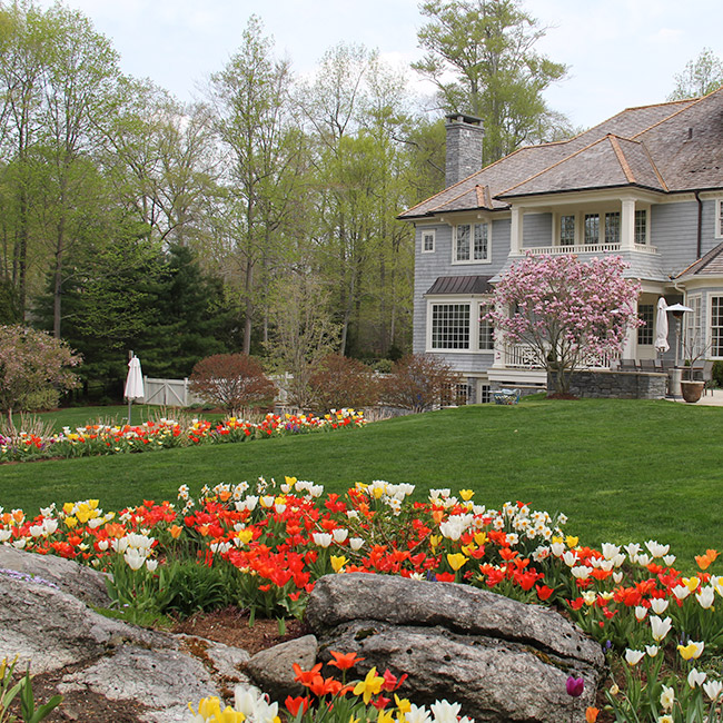 The LaurelRock Company provides year-round property enhancements such as Spring tulips..