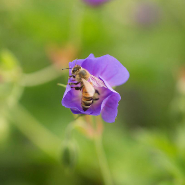 The LaurelRock Company provides sustainable offerings including planting bee-friendly gardens.