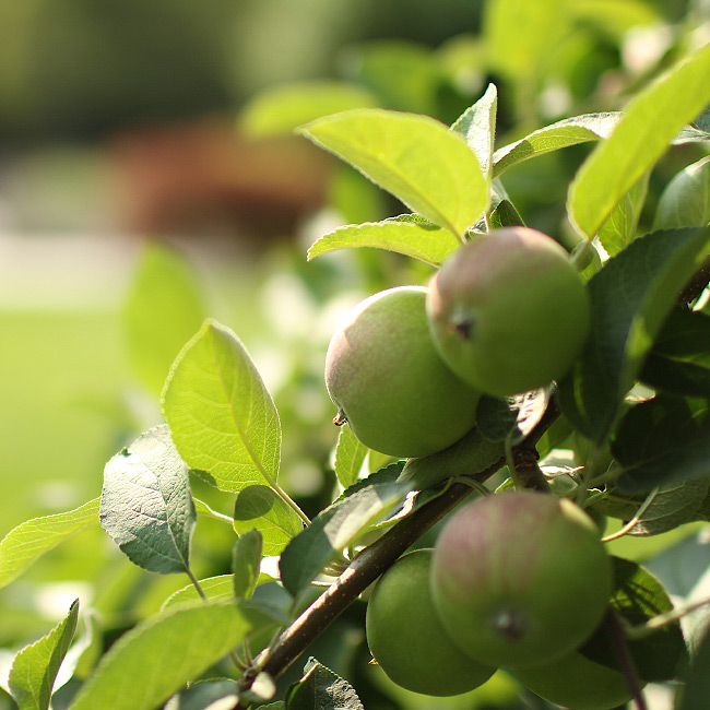 The LaurelRock Company provides sustainable offerings including planting orchards.