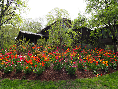 spring flowers