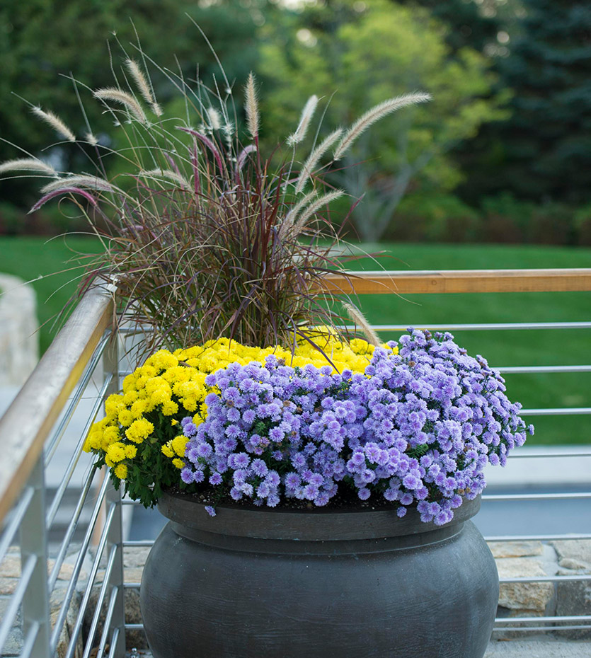 blue flowers Professional Landscaping in Fairfield country, CT