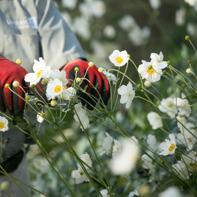 Landscape contractors gardening in Fairfield County CT