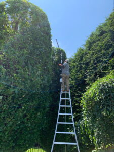 tree pruning with orchard ladder