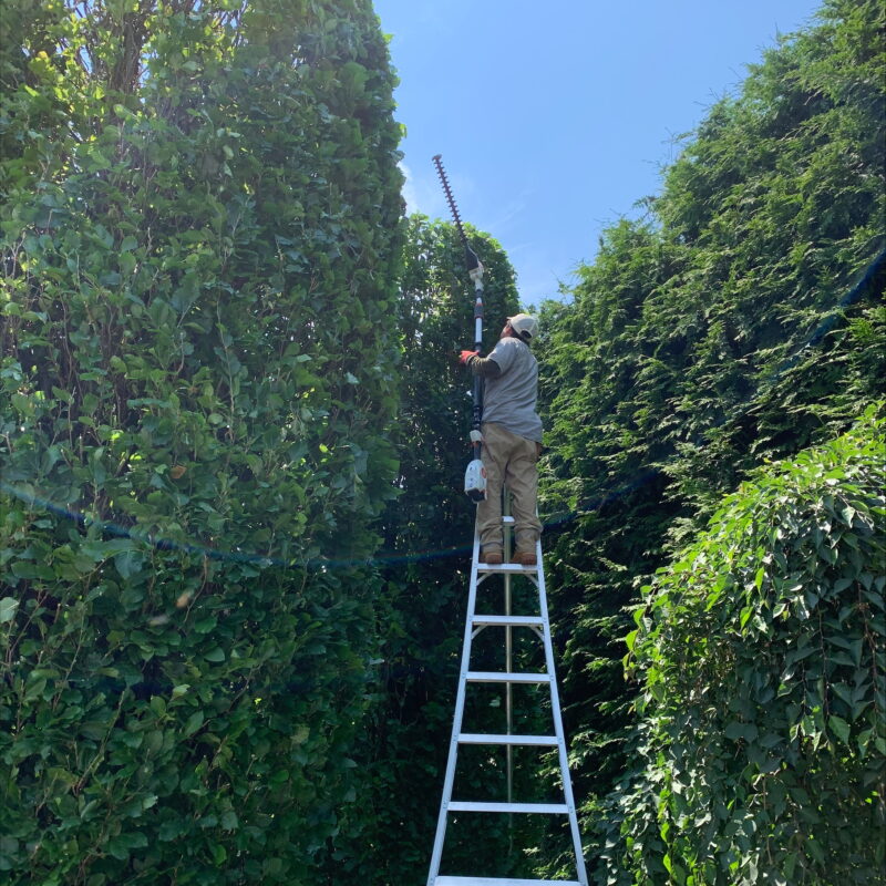 tree pruning with orchard ladder