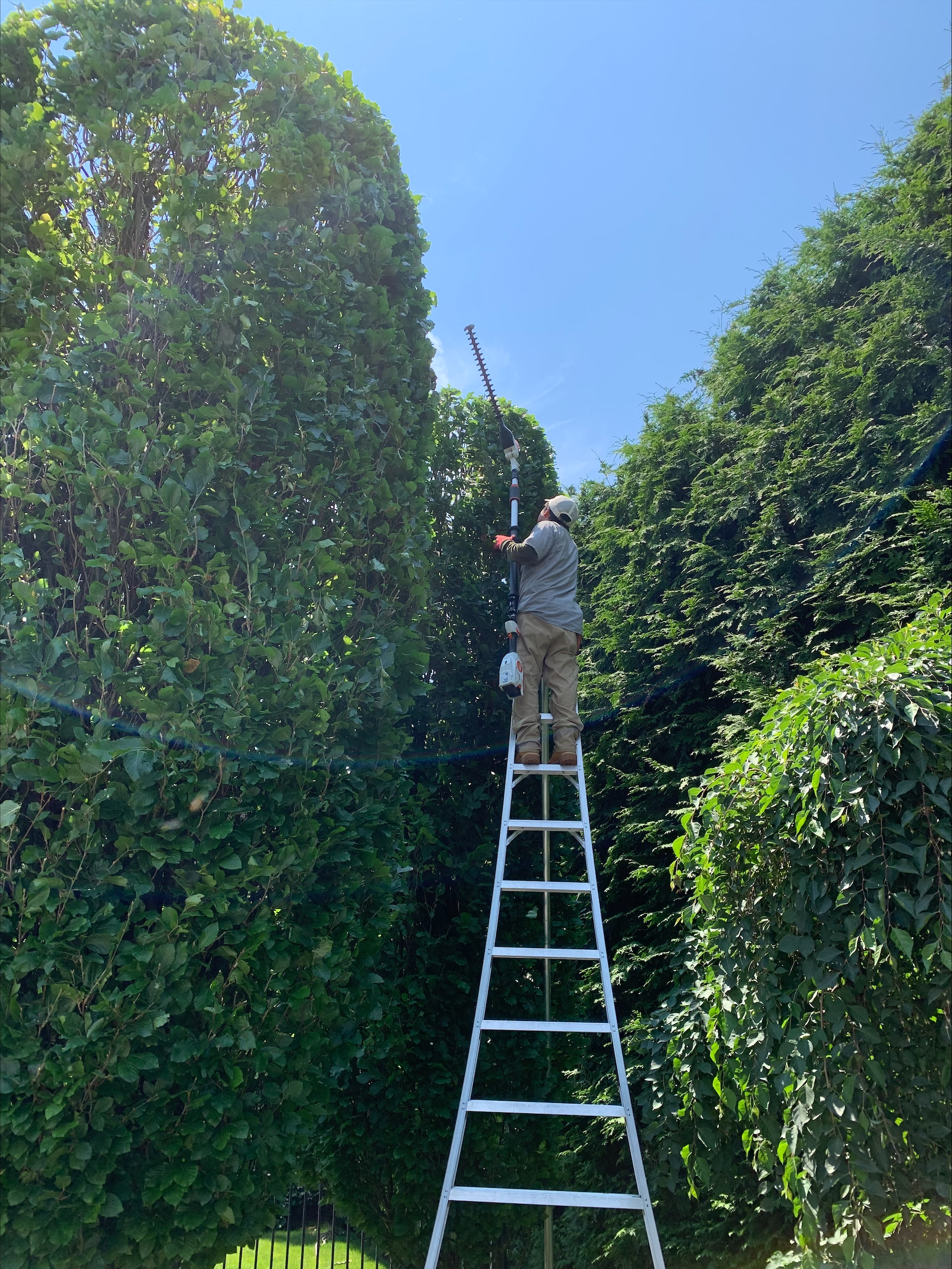 tree pruning with orchard ladder